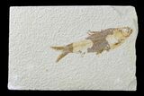 Detailed Fossil Fish (Knightia) - Wyoming #165826-1